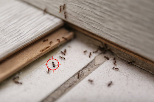 Best Insect Control  in Loch Lomond, VA