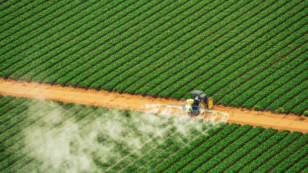 Best Ant Control Services  in Loch Lomond, VA