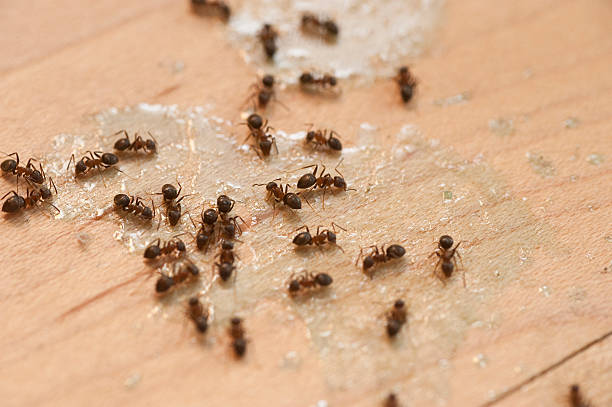 Flea Control Services in Loch Lomond, VA