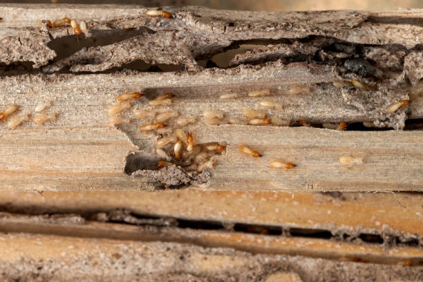 Professional Pest Control in Loch Lomond, VA