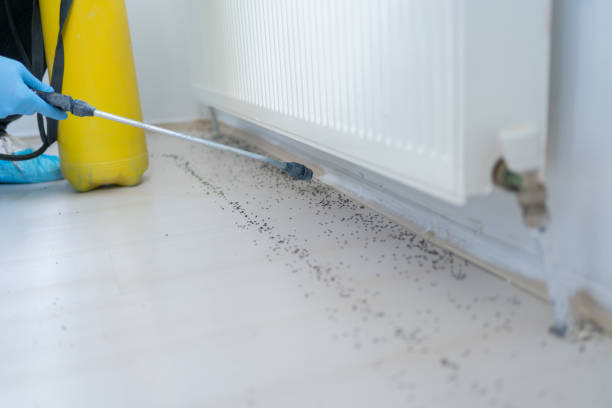 Reliable Loch Lomond, VA Pest Control Solutions
