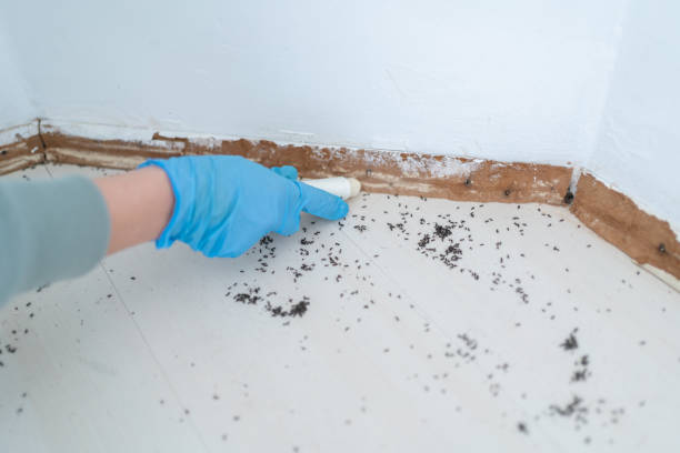 Best Residential Pest Control  in Loch Lomond, VA